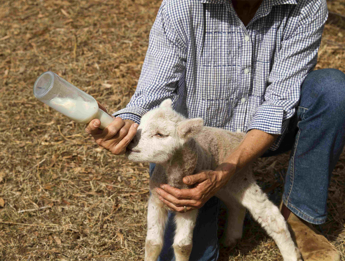 Animal Health & Welfare | Australian Butchers Guild Animal Health & Welfare | Australian Butchers Guild